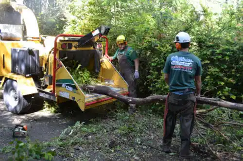 tree services South Venice